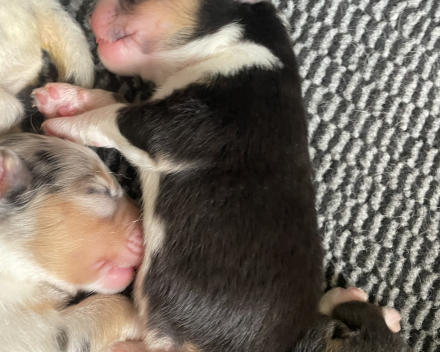 Pups