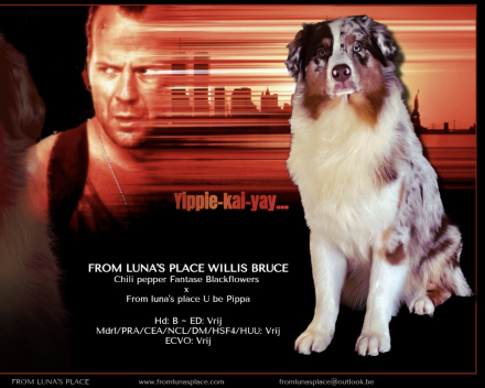 From luna's place Willis bruce
