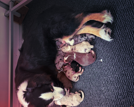 Pups