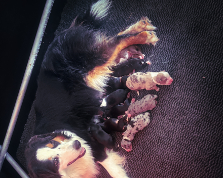 Pups