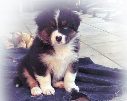 Pups